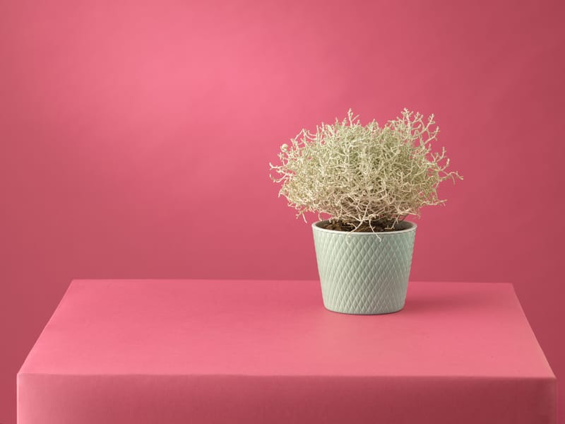 Choix de forme et de couleur infini pour varier les plaisir et habiller un intérieur