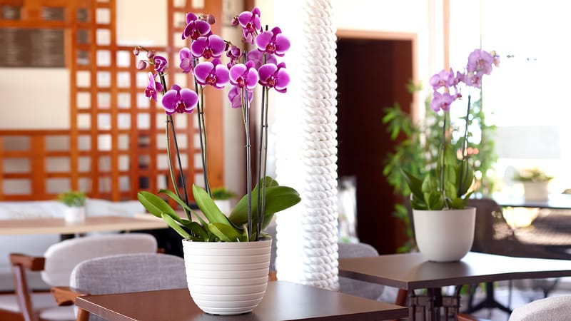 Pour tous les goûts!