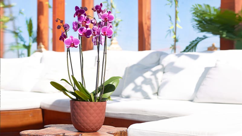 Pour tous les goûts!