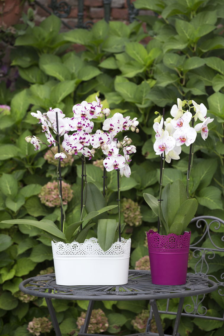 Pour tous les goûts!