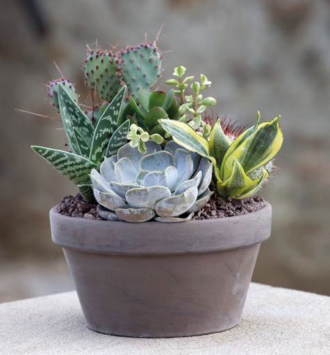 Résistante au gel, nous vous proposons une gamme étendue de poteries en terre cuite du plus bel effet nature 