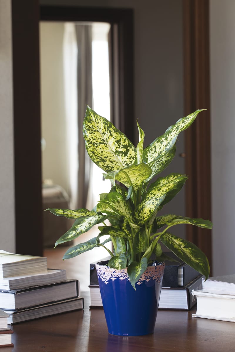 Choix de forme et de couleur infini pour varier les plaisir et habiller un intérieur