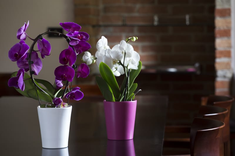 Choix de forme et de couleur infini pour varier les plaisir et habiller un intérieur