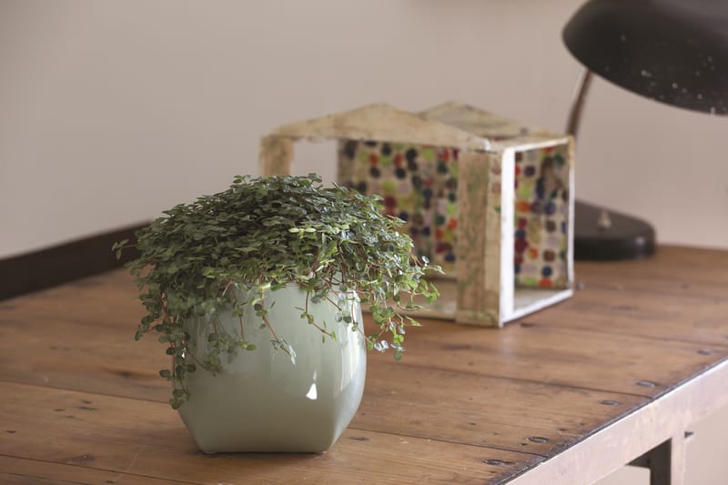 Choix de forme et de couleur infini pour varier les plaisir et habiller un intérieur