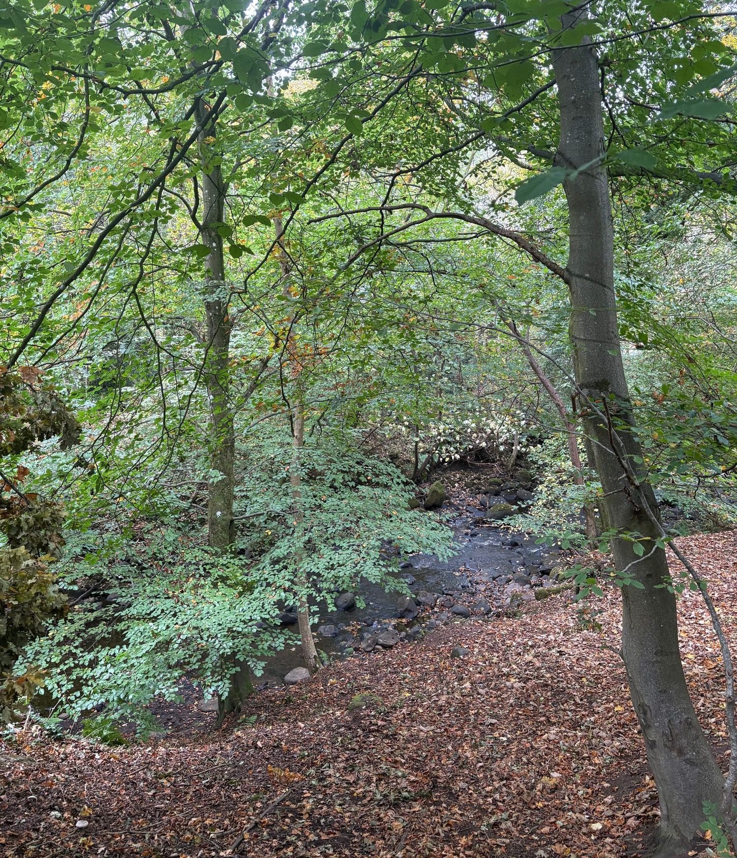 REJECTION SENSITIVE DYSPHORIA (RSD)