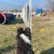 Psicologia sportiva in cinofilia