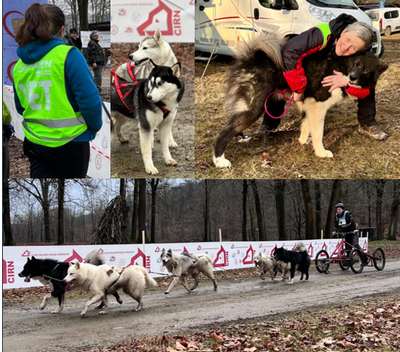 Prima prova di lavoro per cani nordici