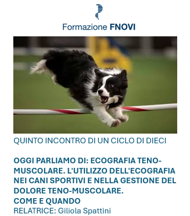 Webinar Fnovi -Amesvi. Oggi parliamo di: ecografia muscoloscheletrica