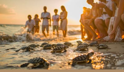 77 - CHRISTMAS WEEK 2024