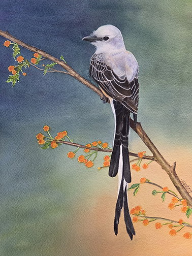 Scissortail Flycatcher  - $425