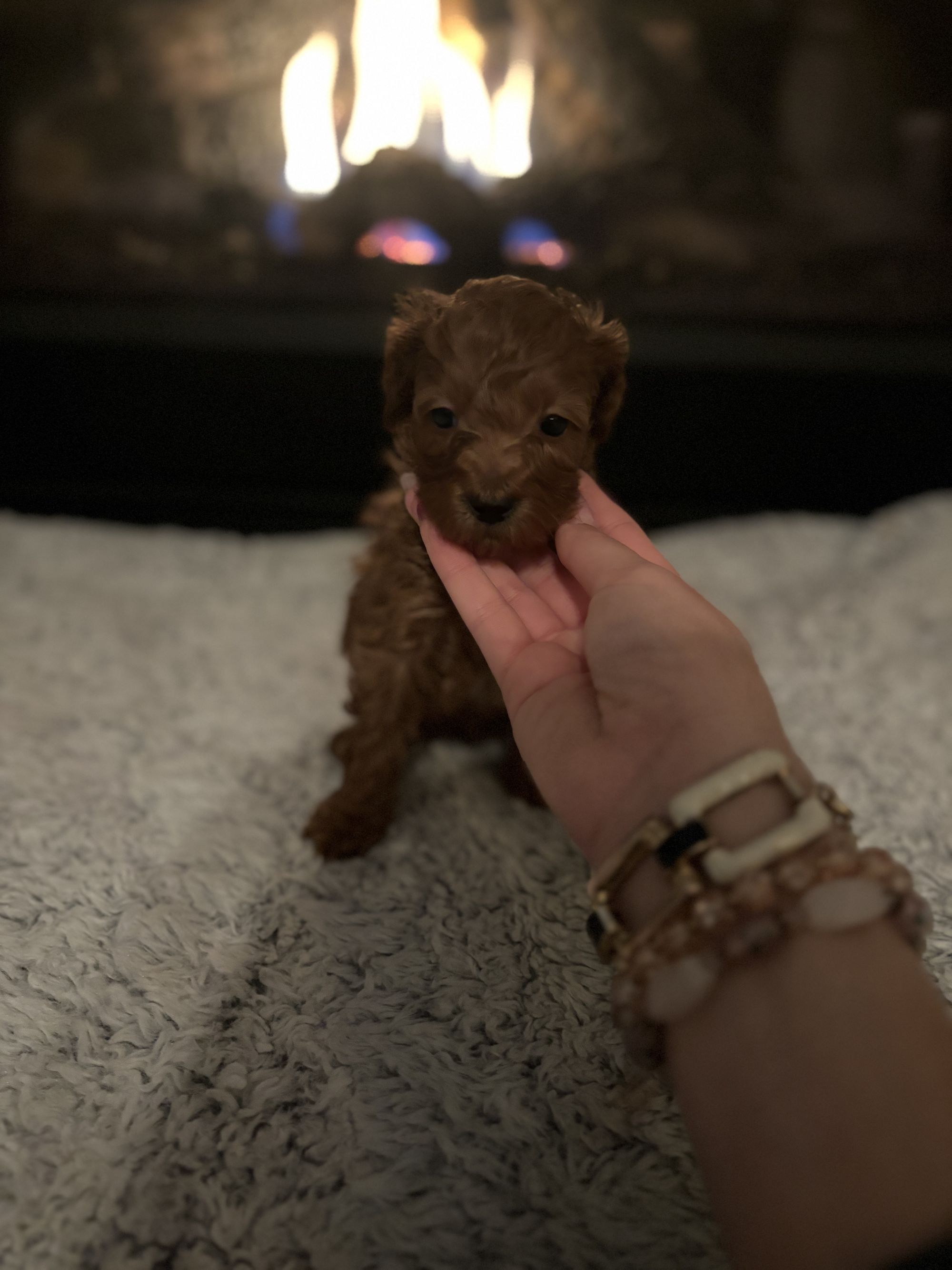 Male Micro golden doodle (Chestnut)