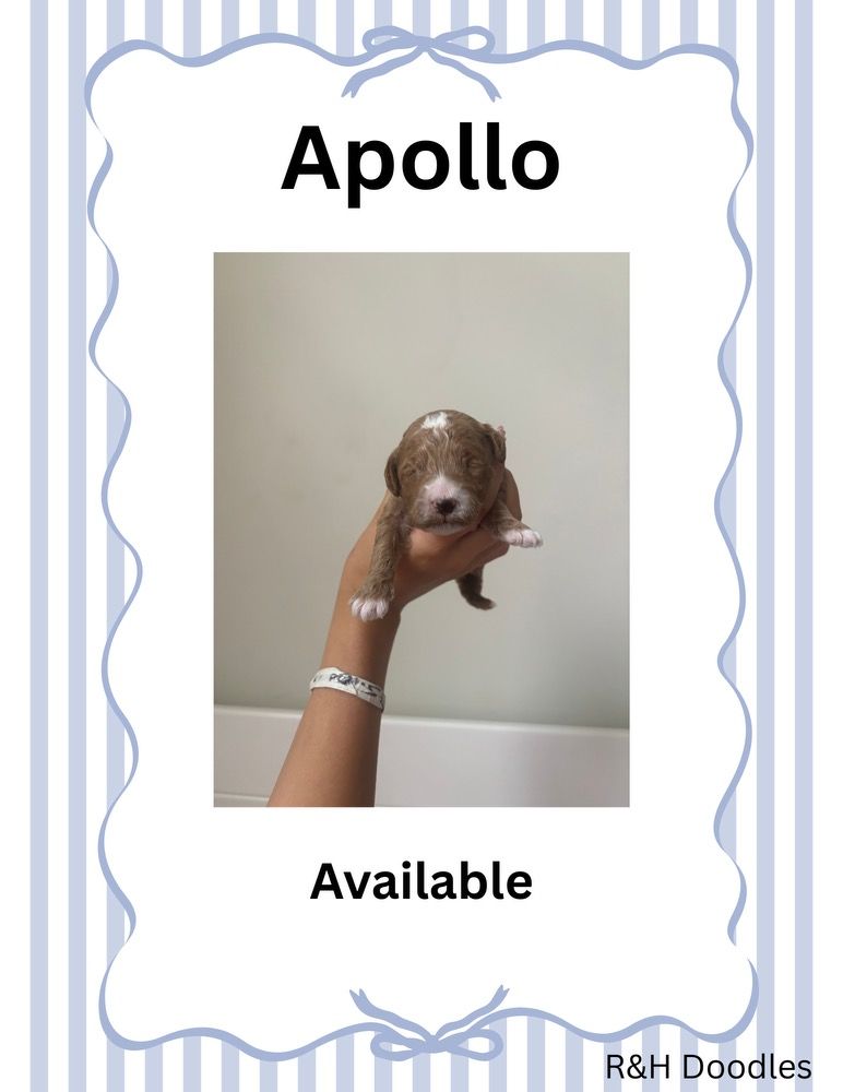 Apollo
