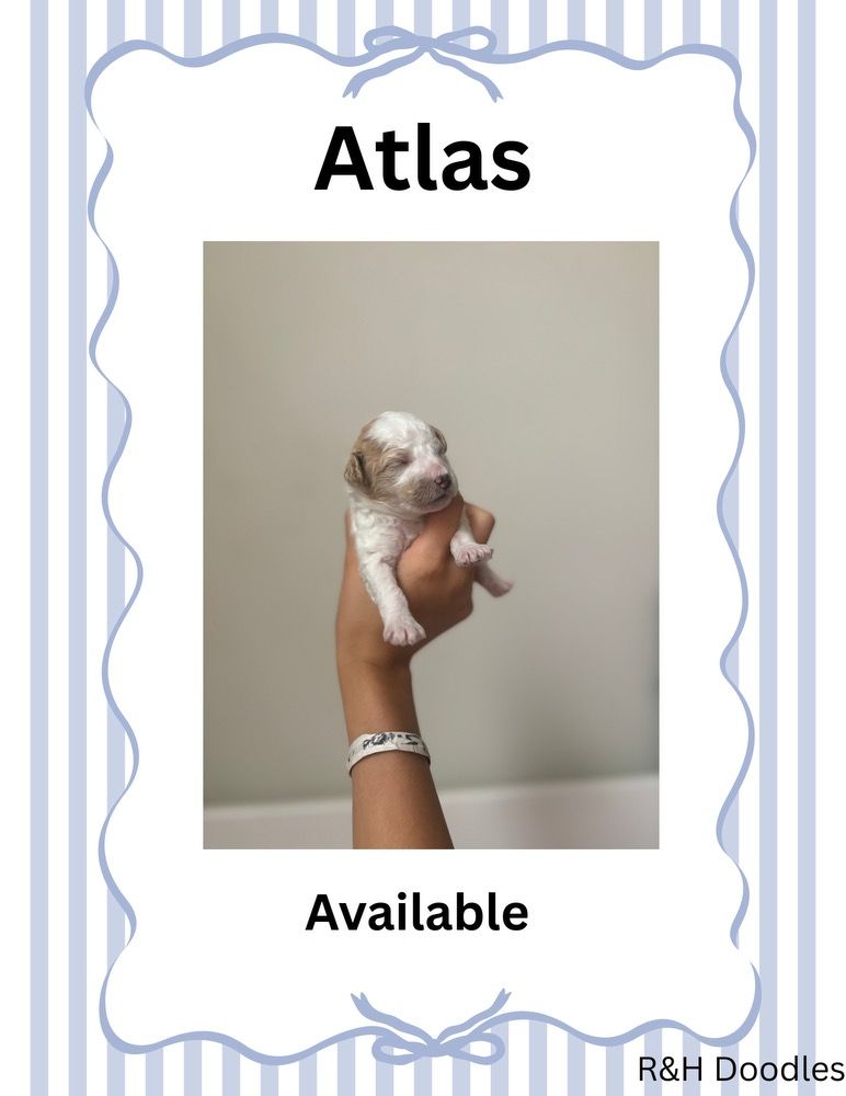 Atlas