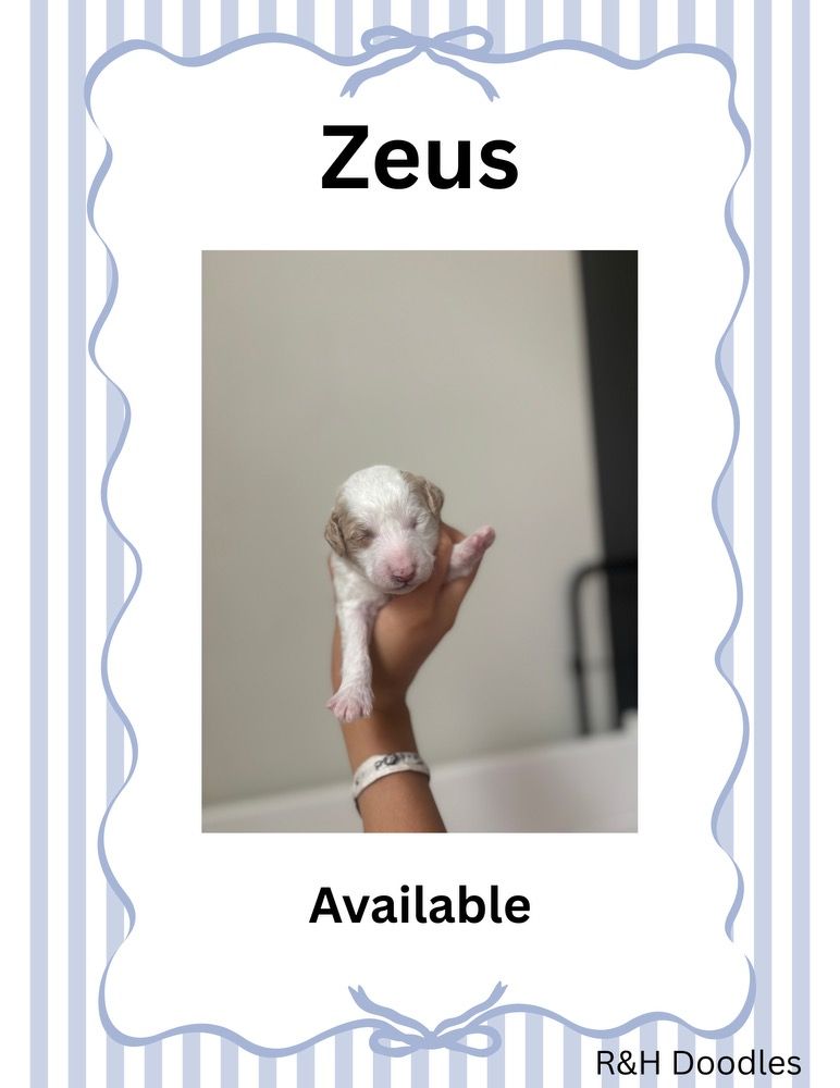 Zeus