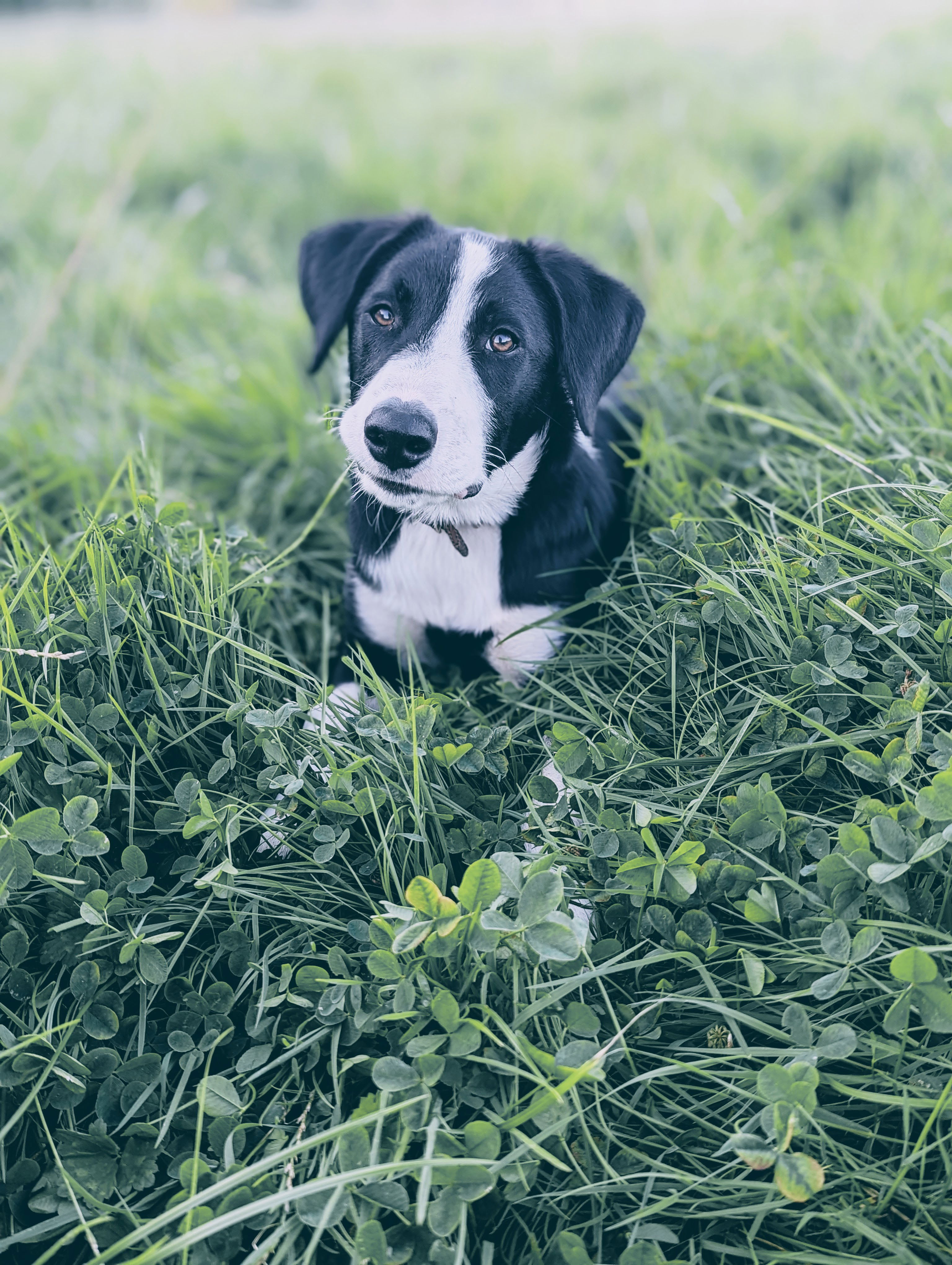 Baby Aussie