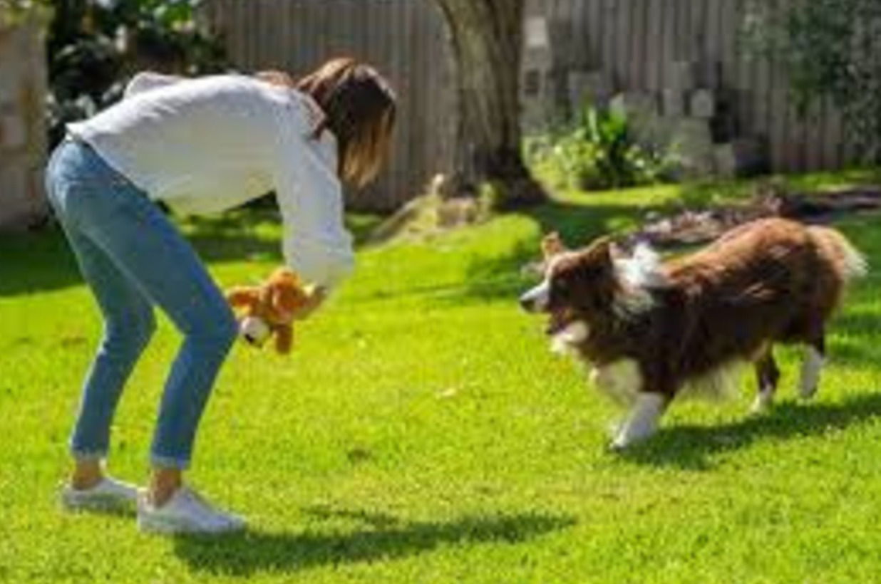 The Power of Positive Dog Training: Building Lasting Bonds