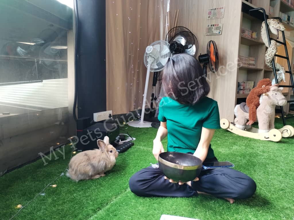 The Benefits of Sound Healing for Animals