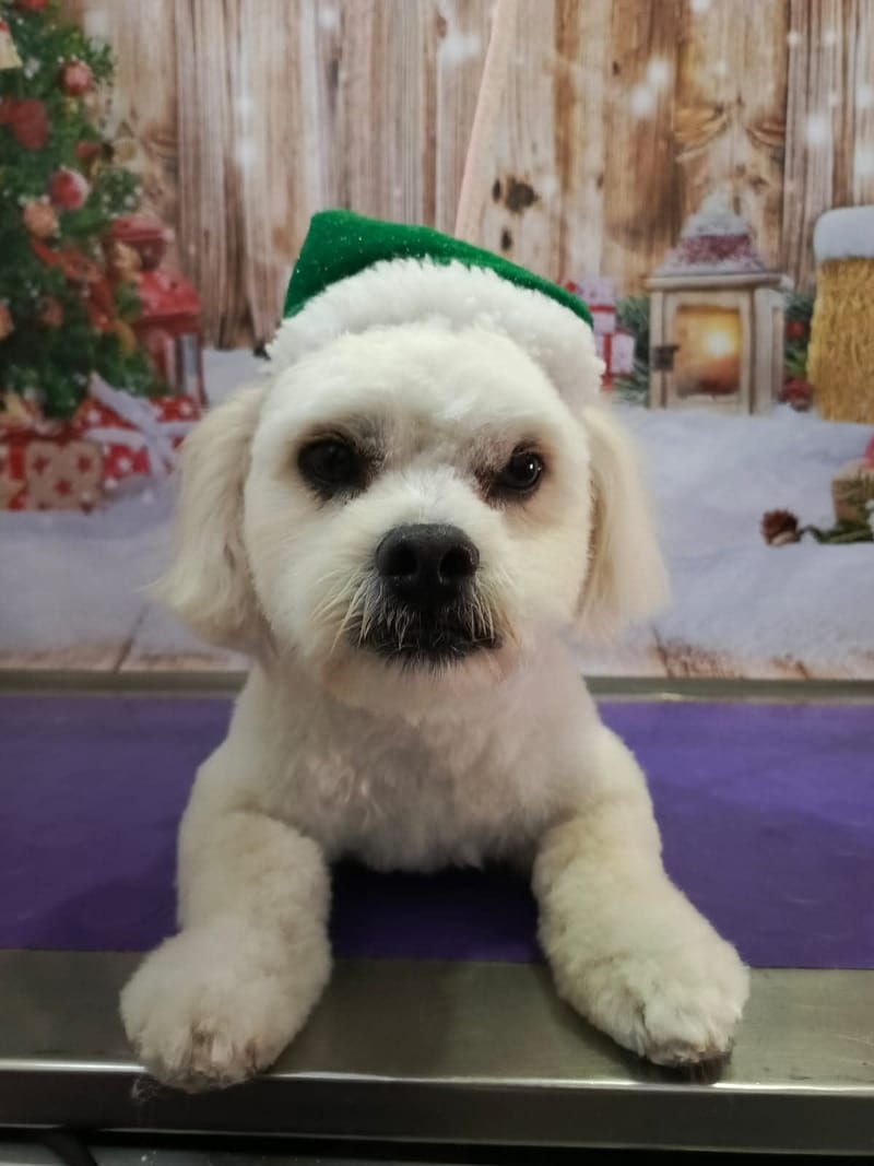 PELUQUERIA Y PET SHOP