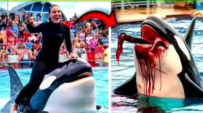 ما حقيقة التهام حوت اوركا مدربته جيسيكا