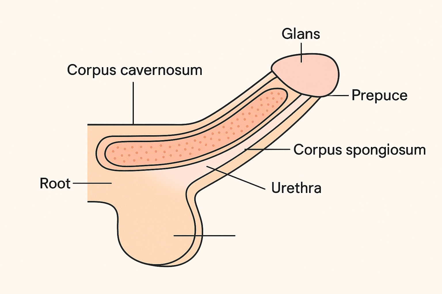 Circumcision: What It Is, Why It's Done, and What Patients Should Expect