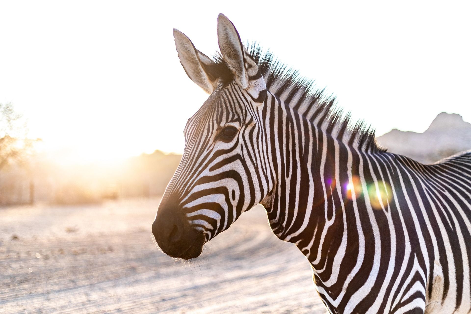 ENFANT ZEBRE & CAPACITES HORS NORMES