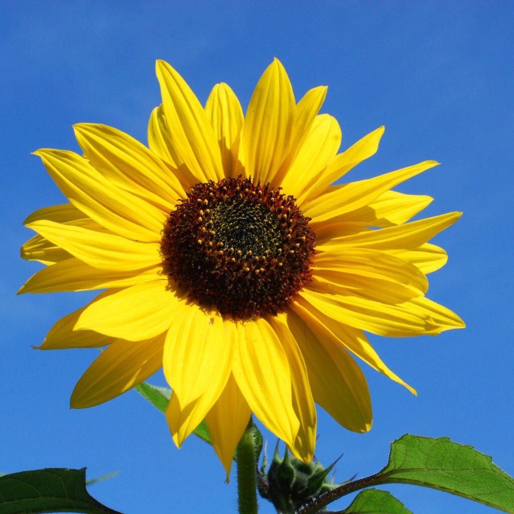 Bloemen planten,