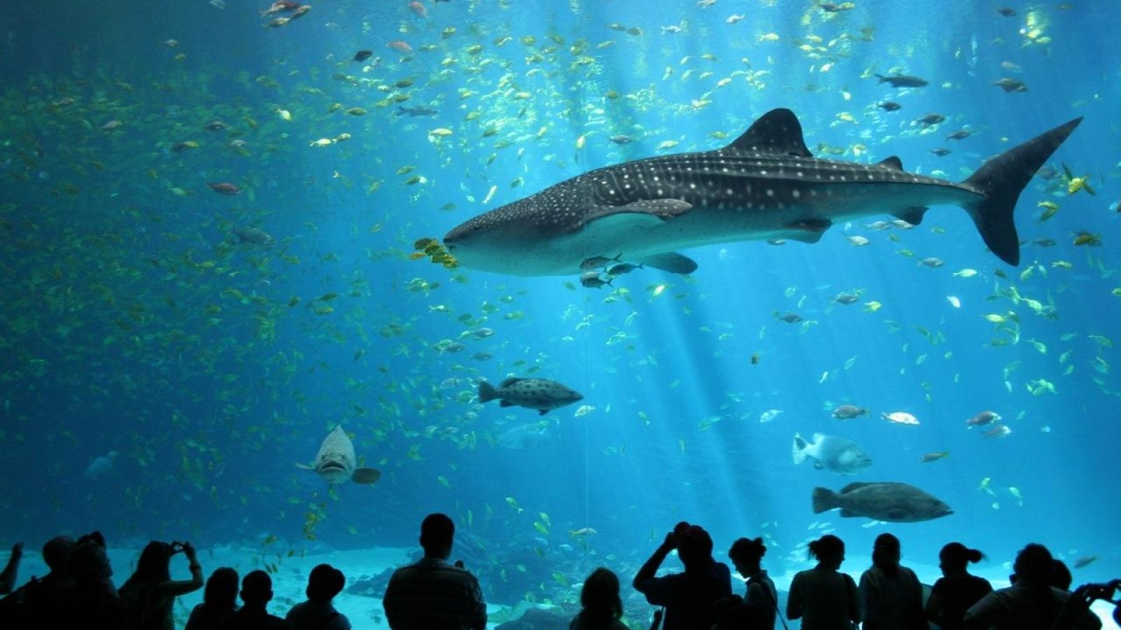 OCEANÁRIO
