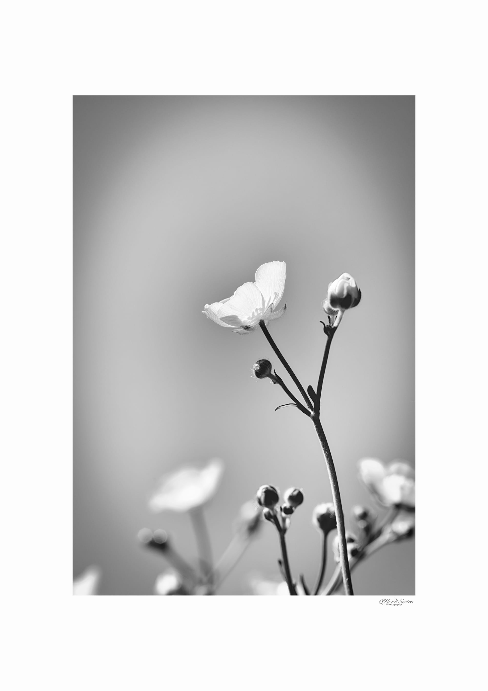 Smørblomst
