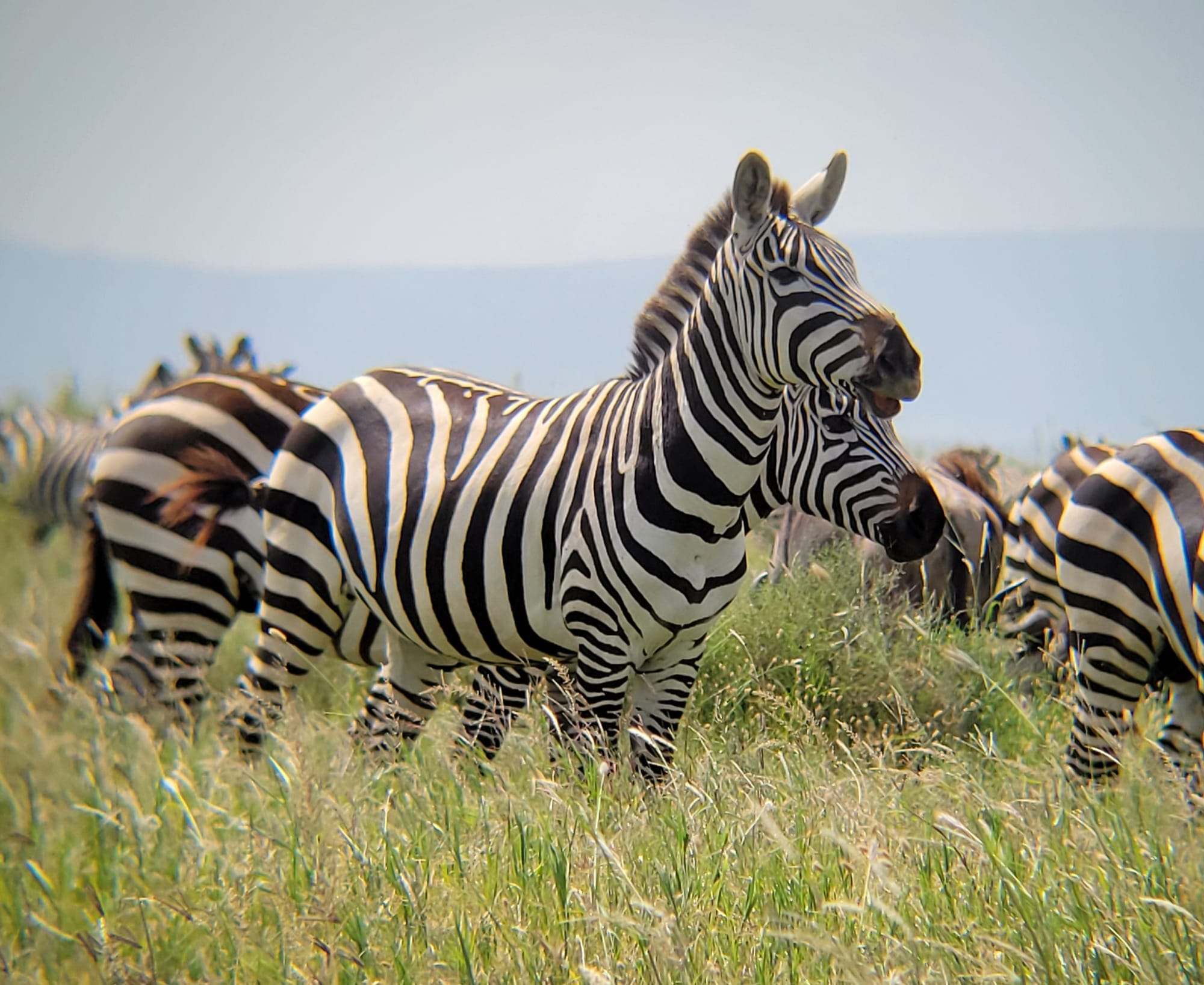 5-Day Budget Camping Safari : Tarangire, Serengeti, and Ngorongoro