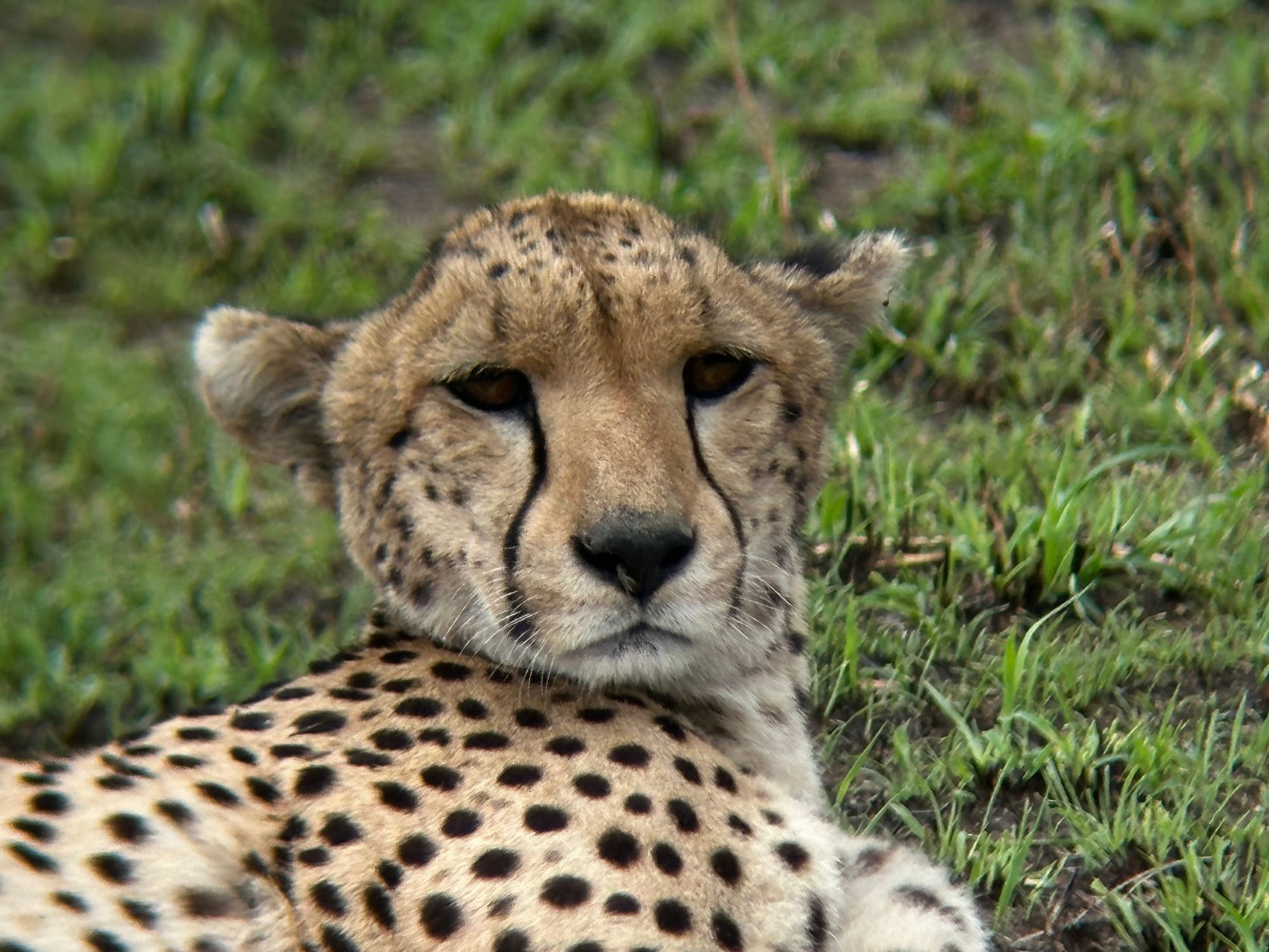 6 Days 5 Night Tanzania Safari, Culture, Materuni Waterfalls Coffee Tour