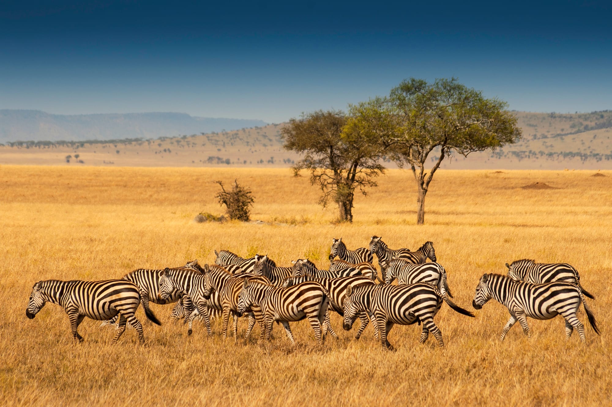 6 Days Safari Tarangire,Ngorongoro,l.Manyara & Serengeti National park