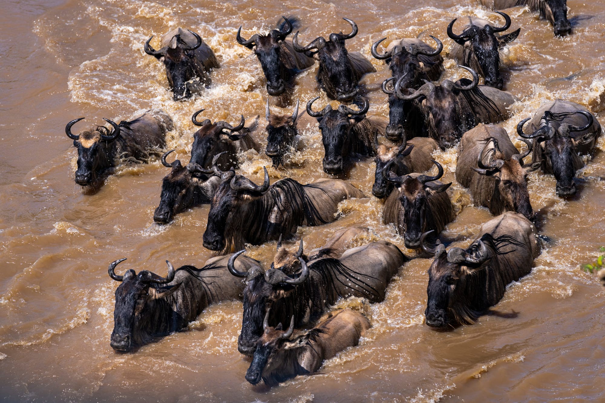 5 Days Safari Badget Camping in Tanzania