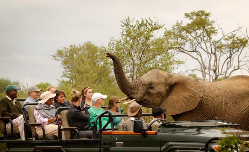 SAFARI DE GROUPE