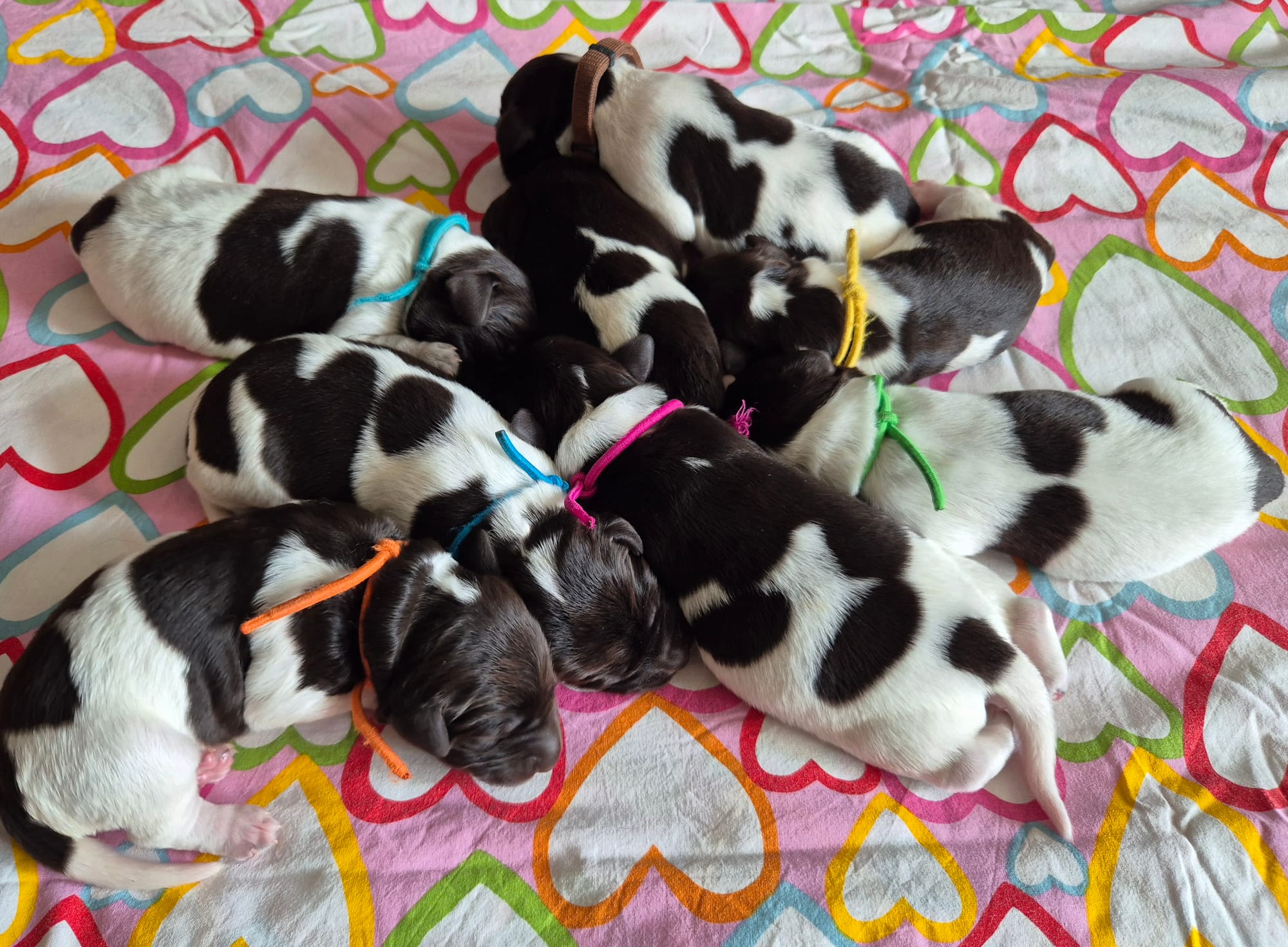 Miot K - 11.08.2025r.