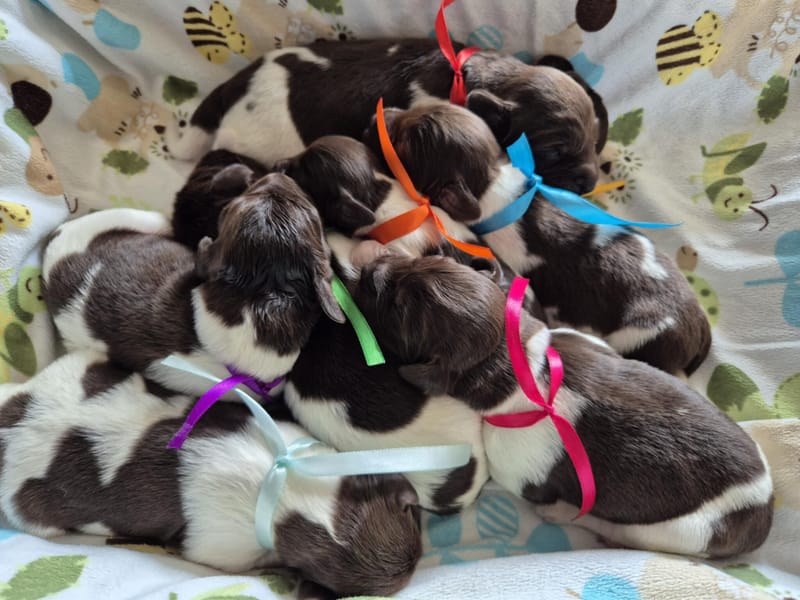 Miot D - 18.05.2025R.