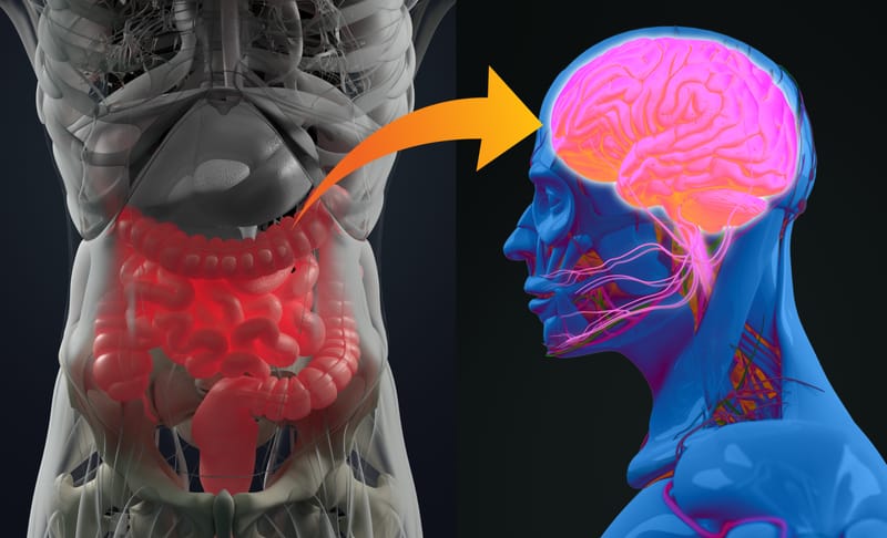 🧠 El intestino: tu segundo cerebro