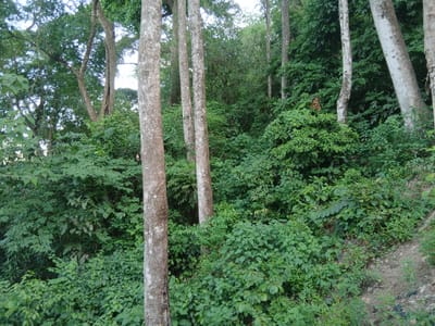 Pape Léon XIV sur les traces de Laudato si