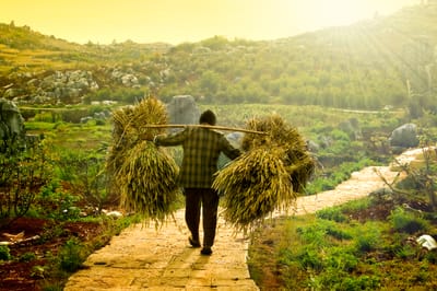 Serviteurs inutiles : 27e Dimanche du Temps Ordinaire C