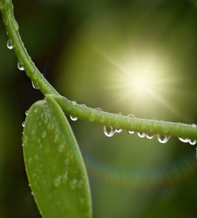 Devenir les canaux de la rosée divine : 13e Dimanche du Temps Ordinaire A