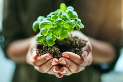 Sauvegarde de la création : L'action du diocèse de M’Baiki