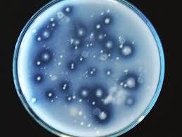 LOS BENEFICIOS DE USAR BACTERIAS SOLUBILIZADORAS DE FOSFATO Y CUALES SON LOS PRODUCTOS DISPONIBLES EN EL MERCADO