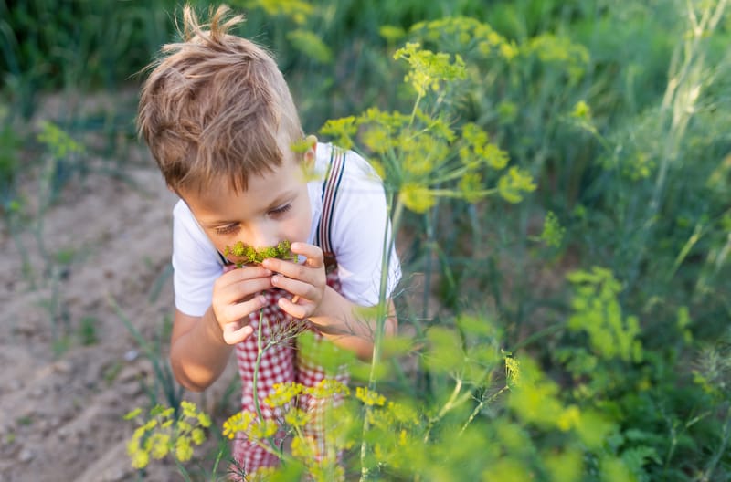 Junior Herbalist Club Level One (Home Ed Group)