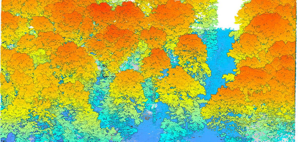 CNRS : La forêt au défi du changement climatique