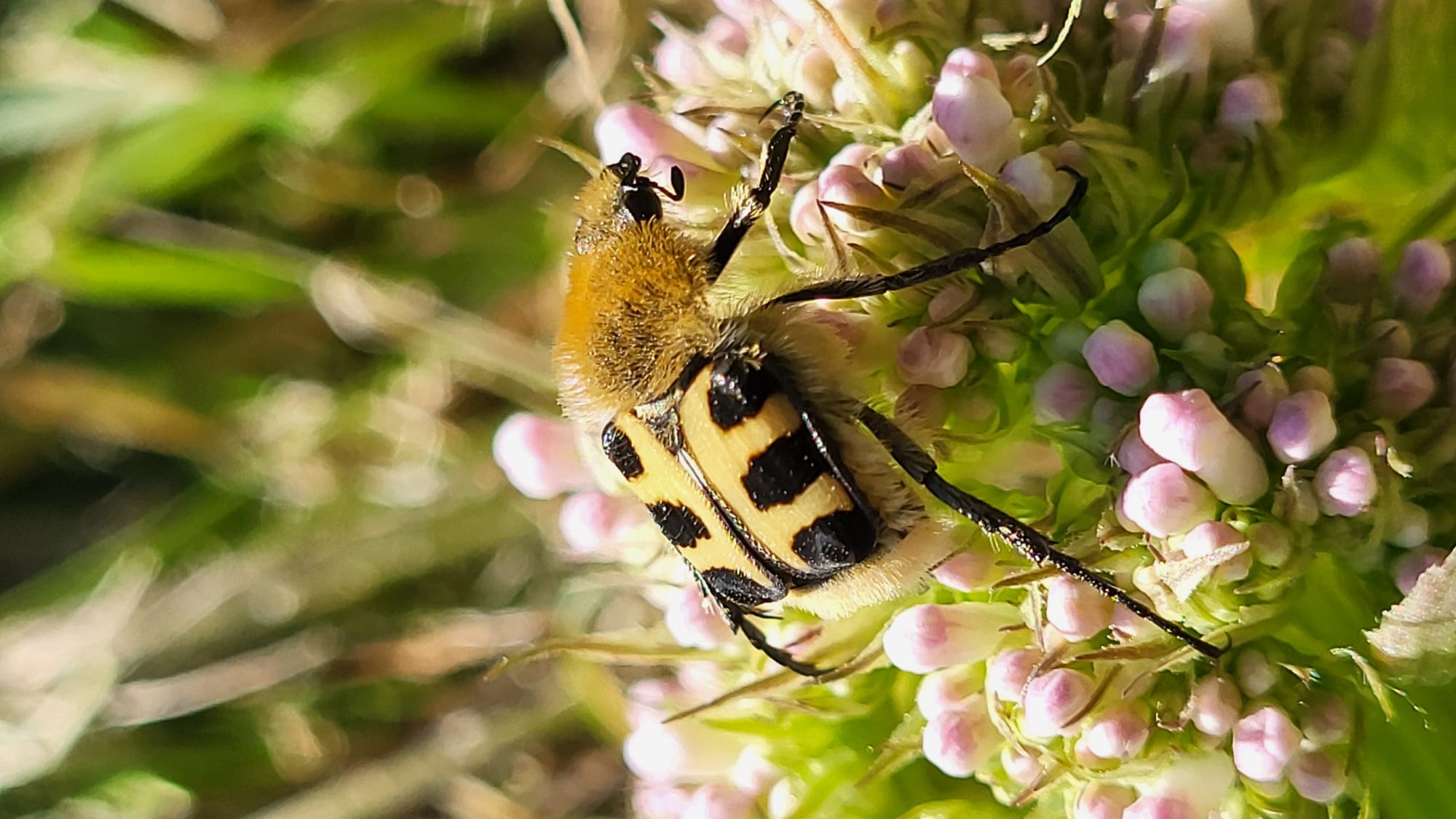 🌿 Restauration écologique : recréer un équilibre riche en biodiversité 🌿 Savez-vous quels liens unissent ces photos, en dehors du fait qu’elles ont toutes été prises à quelques dizaines de mètres d’intervalle ?