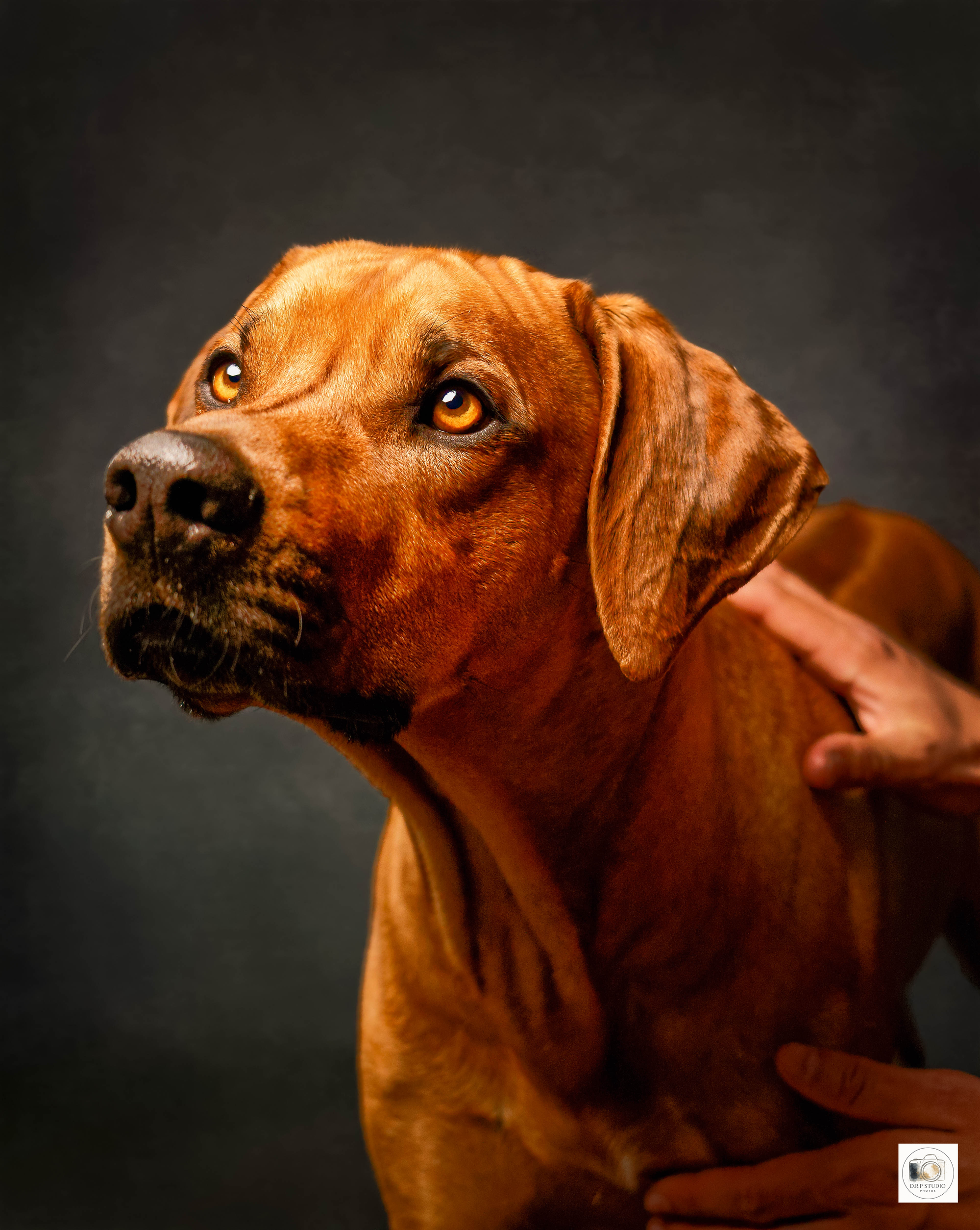 Portraits Animaliers