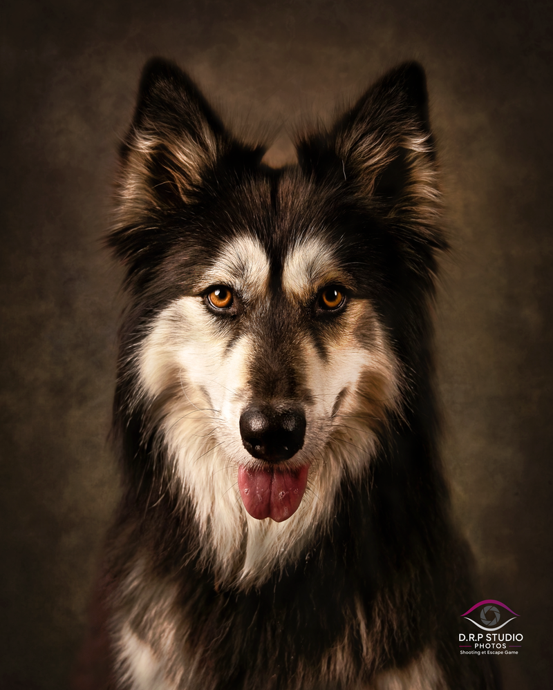 Portraits animaliers