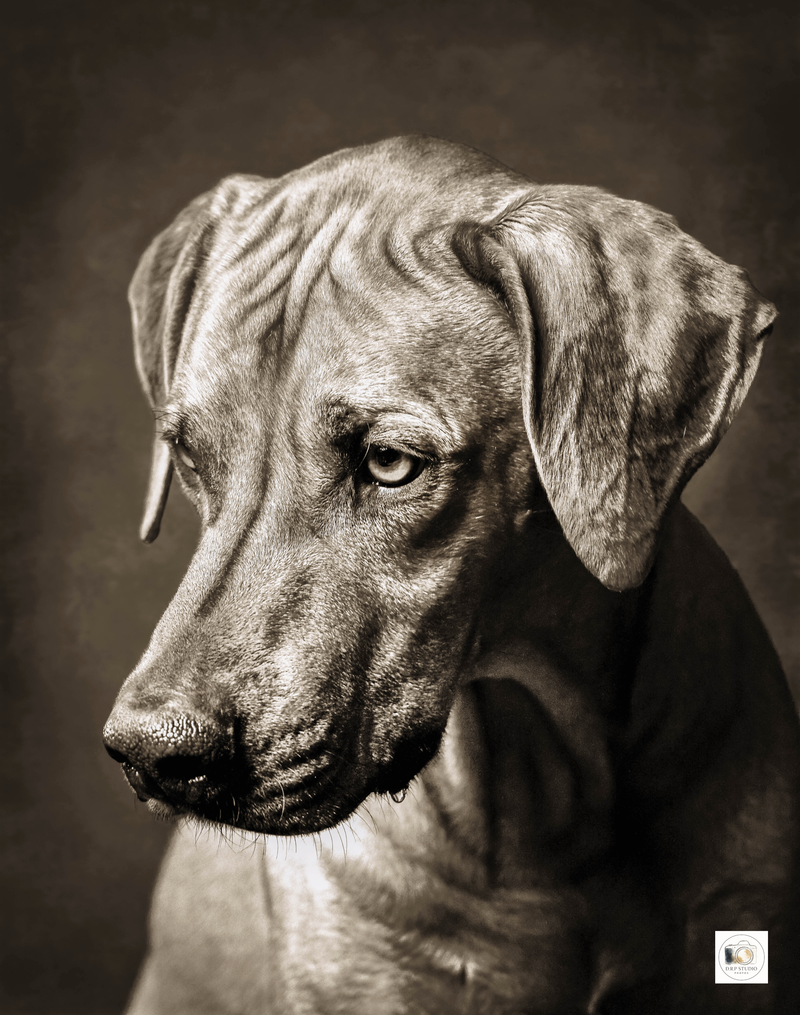 Portraits animaliers