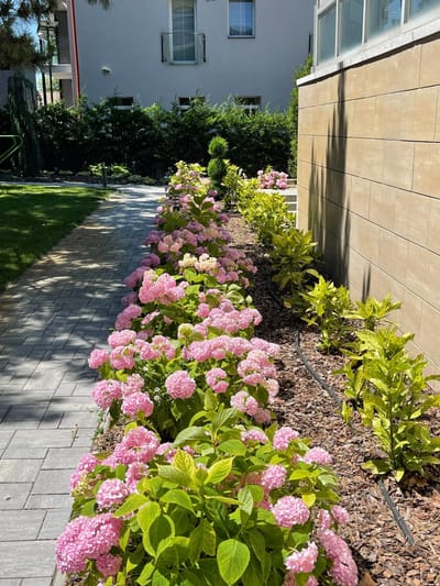 Virágzó Ötletek: A Legszebb Növények a Kertedbe