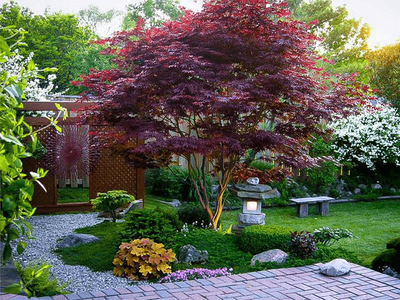 Díszfák és Díszcserjék: A Látvány és Árnyék Mesterei