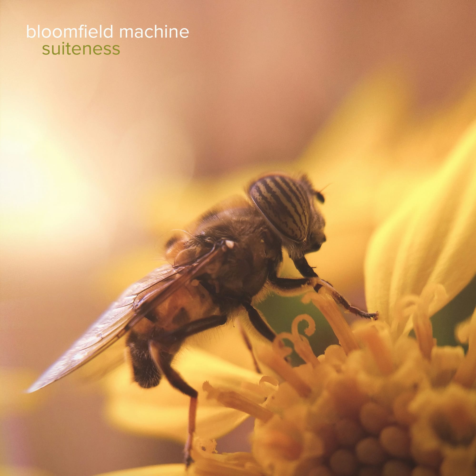 Bloomfield Machine y su nuevo album "Suiteness"